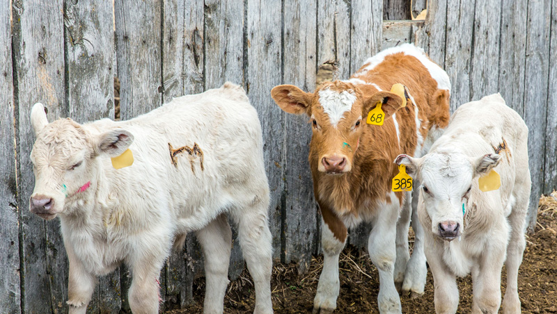 SA Ranch JV’s with Wild Sky Beef