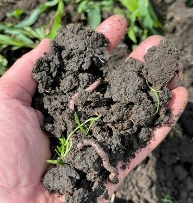 Soil from Gabe Brown's North Dakota Farm
