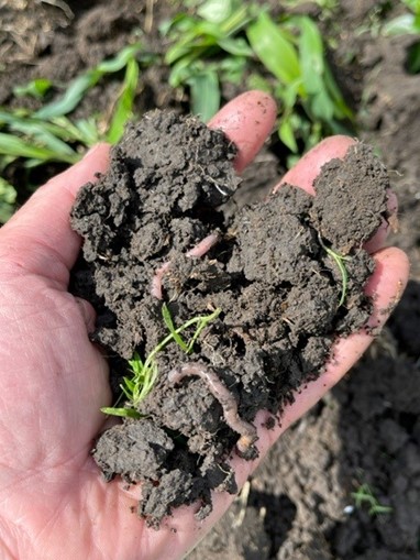 Soil from Gabe Brown's North Dakota Farm