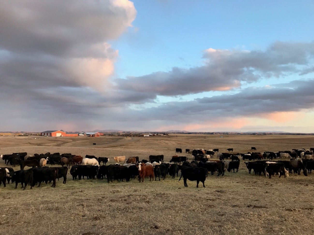 Herd counting day on the SA Ranch.